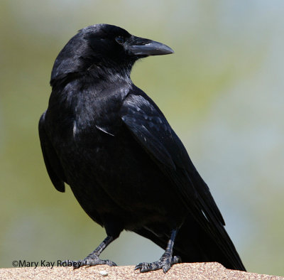 American Crow 58FB7147.jpg