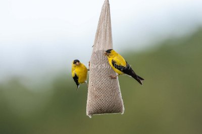 American Goldfinches on feeder _H9G5296.jpg