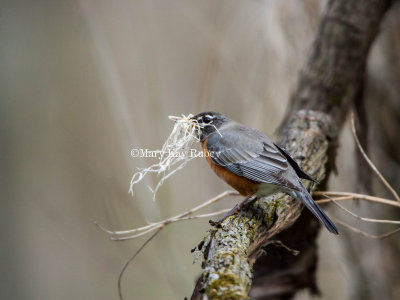 AMERICAN ROBIN (Turdus migratorius)