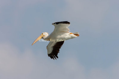 $ American White Pelican _S9S9865.jpg