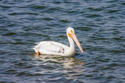 American White Pelican _S9S2554.jpg