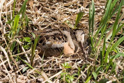 American Woodcock on nest _MKR7178.jpg