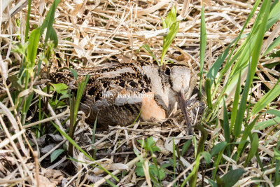 American Woodcock on nest _MKR7215.jpg