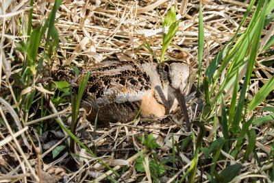 American Woodcock on nest _MKR7217.jpg
