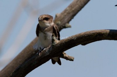 Bank Swallow _MG_0356.jpg