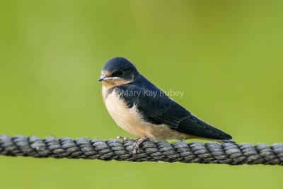 Barn Swallow juvenile 58FB8658.jpg