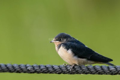 Barn Swallow juvenile 58FB8663.jpg