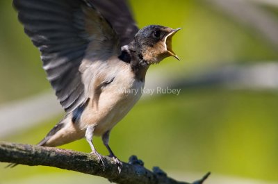Barn Swallow juvenile feeding _S9S6002.jpg