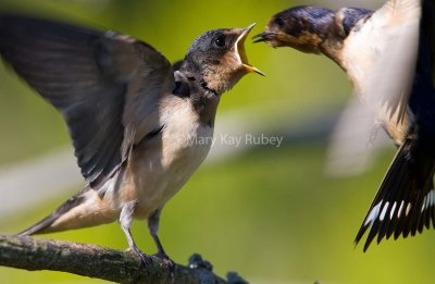 Barn Swallow juvenile feeding _S9S6003.jpg