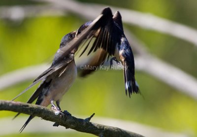 Barn Swallow juvenile feeding _S9S6025.jpg