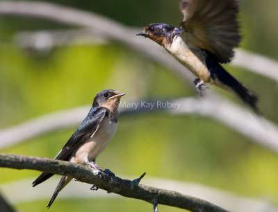 Barn Swallow juvenile feeding _S9S6027.jpg