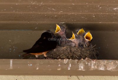 Barn Swallow nest _MG_9653.jpg