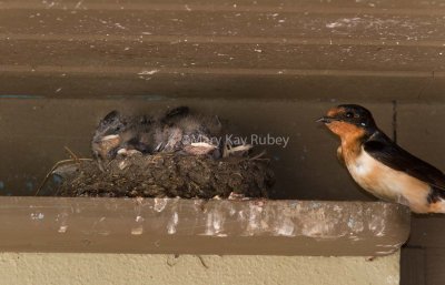 Barn Swallow nest _MG_9661.jpg