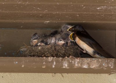 Barn Swallow nest _MG_9662.jpg