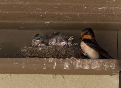Barn Swallow nest _MG_9663.jpg
