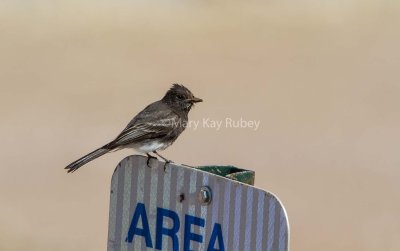 Black Phoebe _7MK6966.jpg