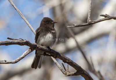 Black Phoebe _7MK6996.jpg