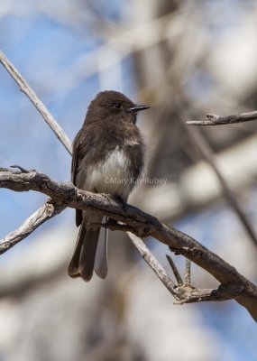 Black Phoebe _7MK6998.jpg