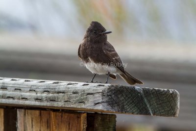 Black Phoebe _7MK8903.jpg