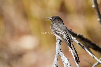 Black Phoebe _7MK9034.jpg