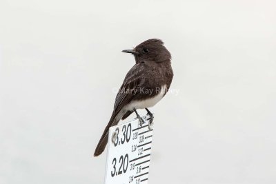 Black Phoebe _MG_0062.jpg