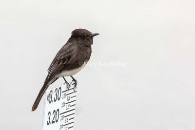 BLACK PHOEBE (Sayornis nigricans)