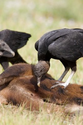 Black Vulture $_H9G9857.jpg