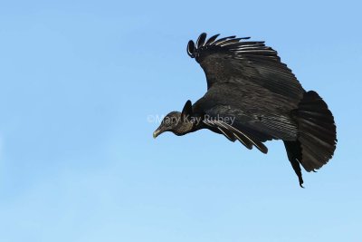 Black Vulture 58FB2555.jpg