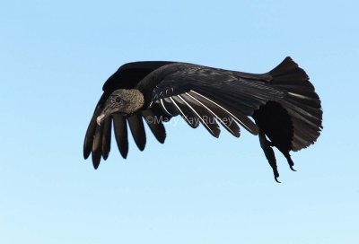 Black Vulture 58FB2556.jpg
