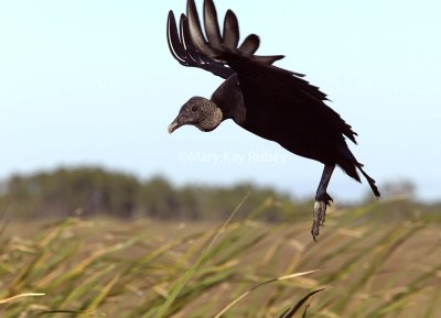 Black Vulture 58FB2603.jpg