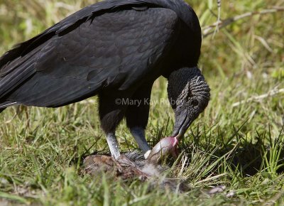 Black Vulture D4EC9366.jpg