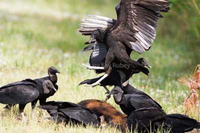 Black Vulture _H9G9742.jpg