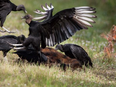 Black Vulture _H9G9753.jpg