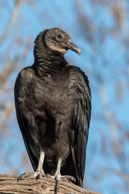 Black Vulture juvenile _2MK9922.jpg