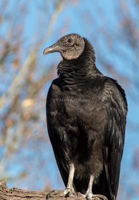 Black Vulture juvenile _2MK9929.jpg
