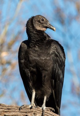 Black Vulture juvenile _2MK9935.jpg