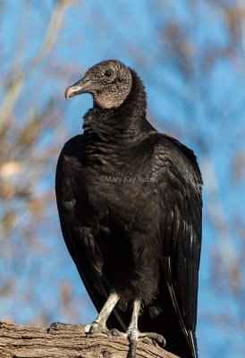 Black Vulture juvenile _2MK9944.jpg