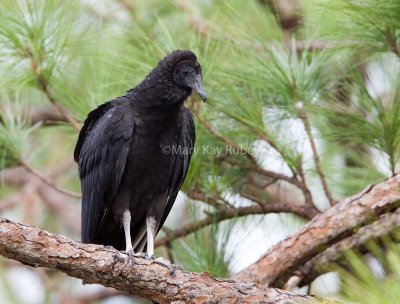 Black Vulture juvenile _H9G9832.jpg