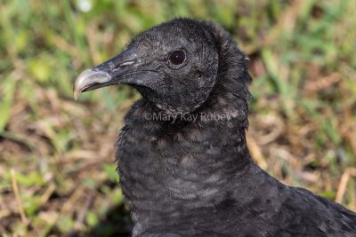 Black Vulture juvenile _MKR5840.jpg
