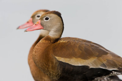 Black-bellied Whistling Duck _I9I8014.jpg