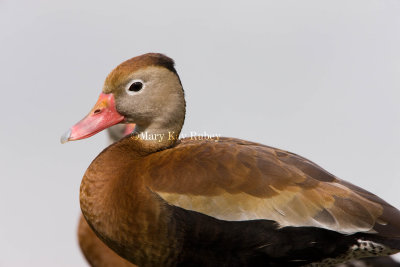 Black-bellied Whistling Duck _I9I8020.jpg