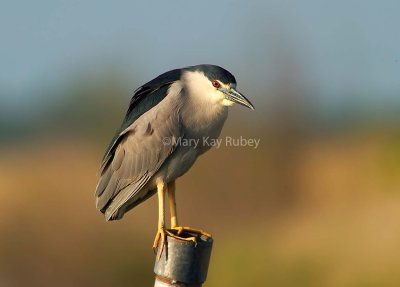 Black-crowned Night-heron 58FB0424.jpg