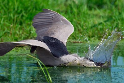 Black-crowned Night-heron D4EC4977.jpg
