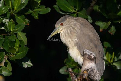 Black-crowned Night-heron IMG_0766.jpg