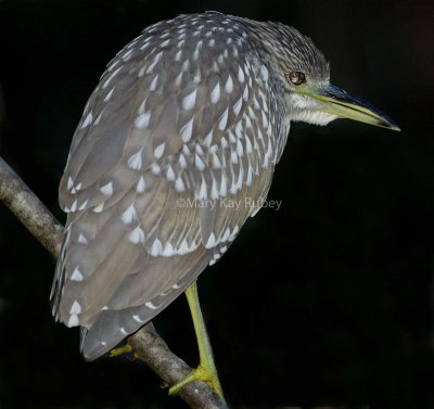 Black-crowned Night-heron _58FB2686.jpg