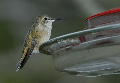 Broad-tailed Hummingbird 58FB5972.jpg