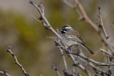 Black-throated Sparrow $_7MK8898.jpg