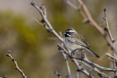 Black-throated Sparrow _7MK8896.jpg