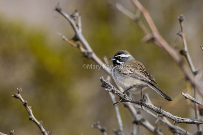 Black-throated Sparrow _7MK8897.jpg