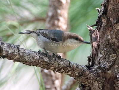 Brown-headed Nuthatch D4EC3882.jpg